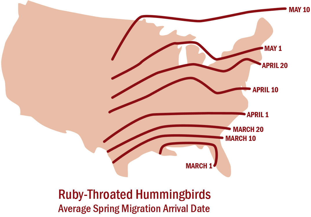 Rubythroated Hummingbirds are Intense Flyers Forest Preserves of