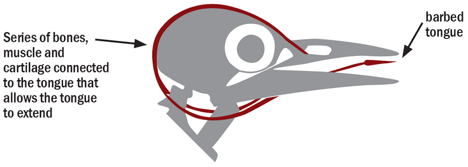diagram of a woodpecker skull