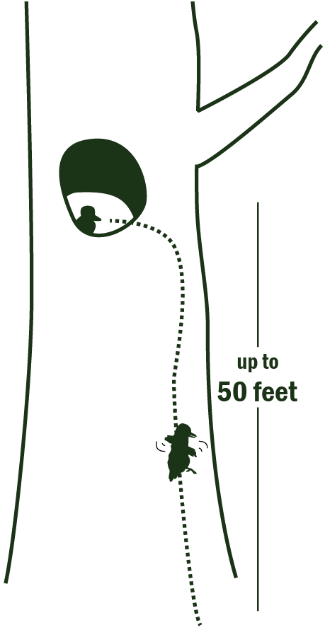 diagram of wood duck chicks jumping from a tree to the ground