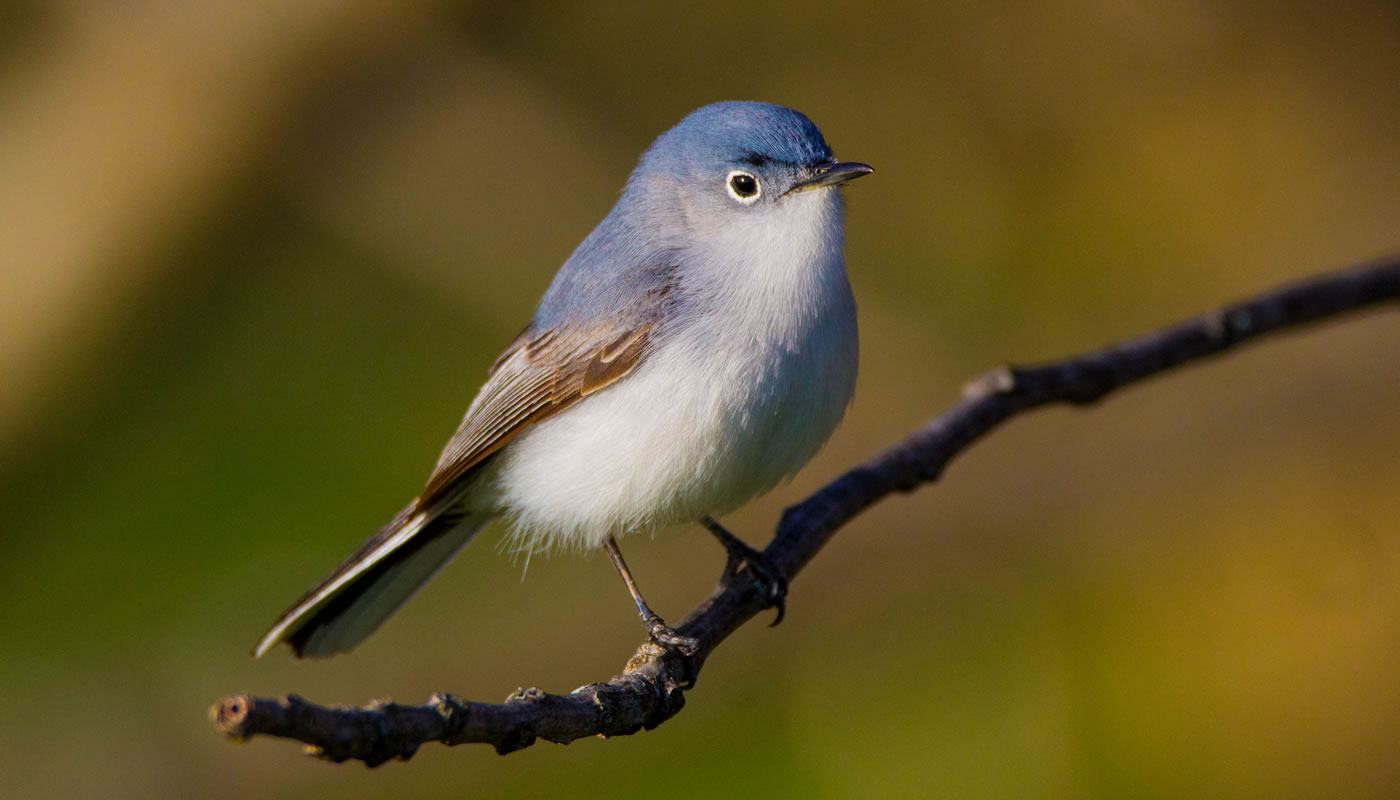 a close up of a Blue-gray gnatcatcher at Bunker Hill. Photo by Tom Lally.