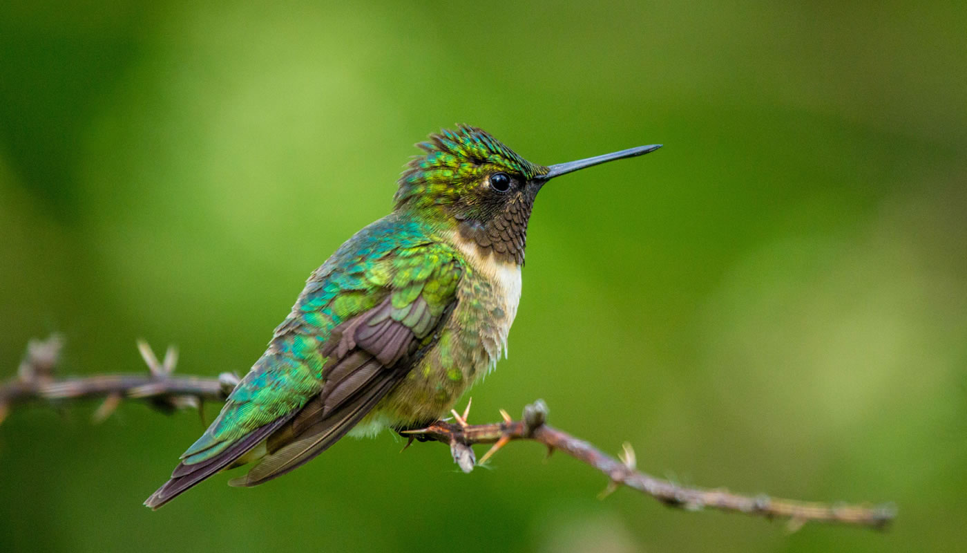 Ruby-throated hummingbird at Bunker Hill. Photo by Tom Lally.