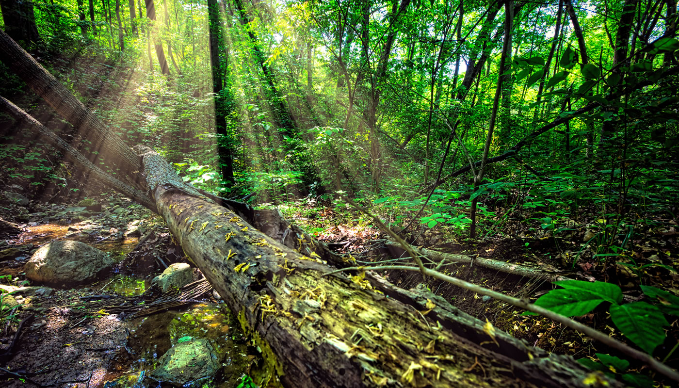 early evening in the woods at Cap Sauers Holding Nature Preserve. Photo by Chad Reno.