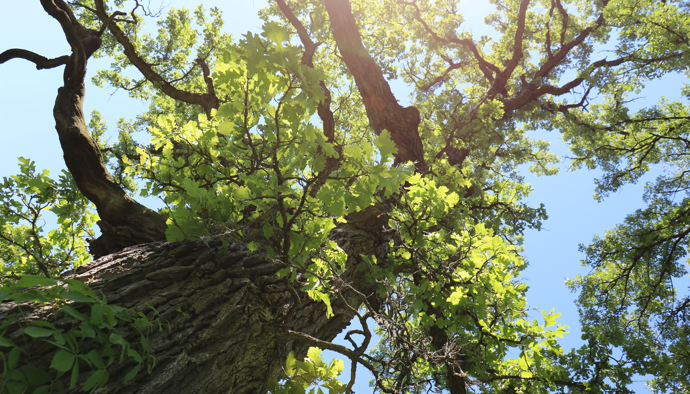 looking up at a large bur oak tree