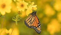 Monarch butterfly at Cherry Hill Woods