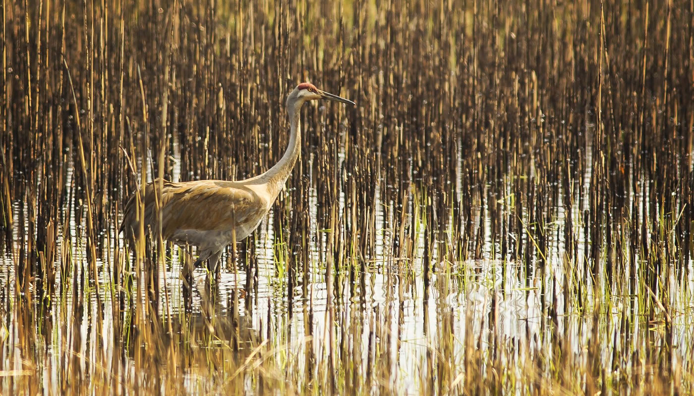 A sandhill crane in a wetland at Crabtree Nature Center. Photo Kris DaPra.