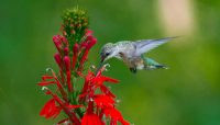 Ruby-throated hummingbird feeding on cardinal flower at McCormick Woods. Photo by Fidencio Marbella.