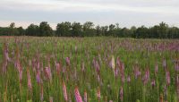 blazing star flowers in an open field at the Portwine restoration area in summer 2016.