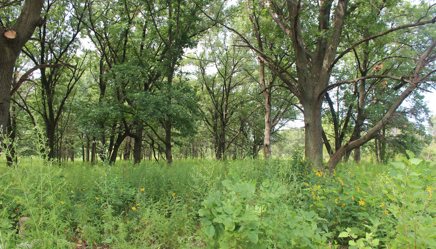 savanna habitat at Powderhorn Lake