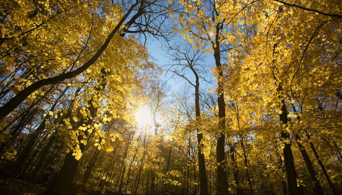 sugar maples at River Trail Nature Center in fall