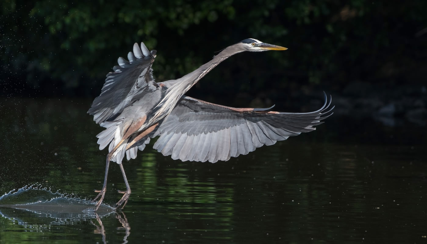 A great blue heron at Saganashkee Slough. Photo by Bill Grabinski.