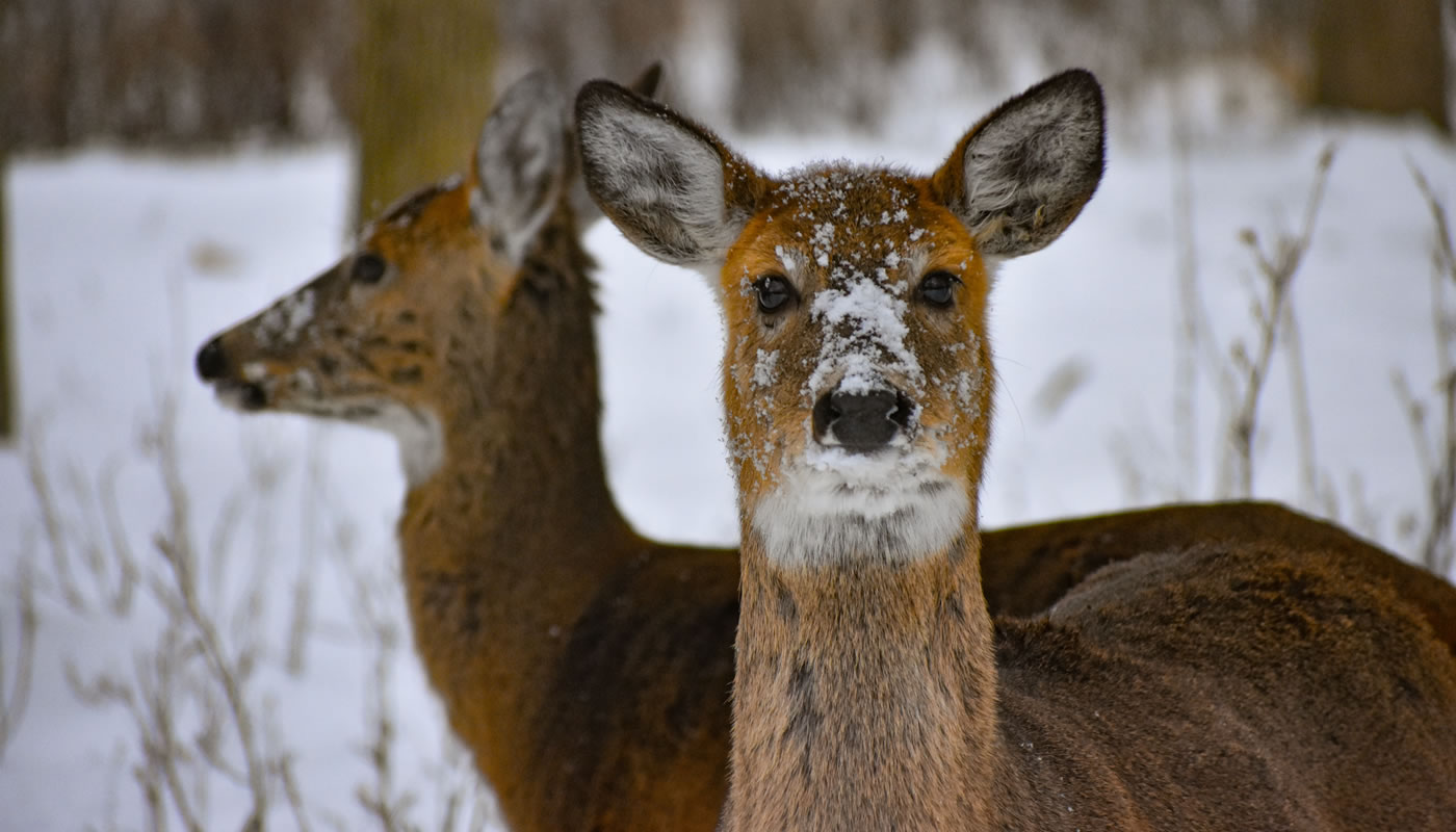 two white-tailed deer at Schiller Woods. Photo by Deep Shah.