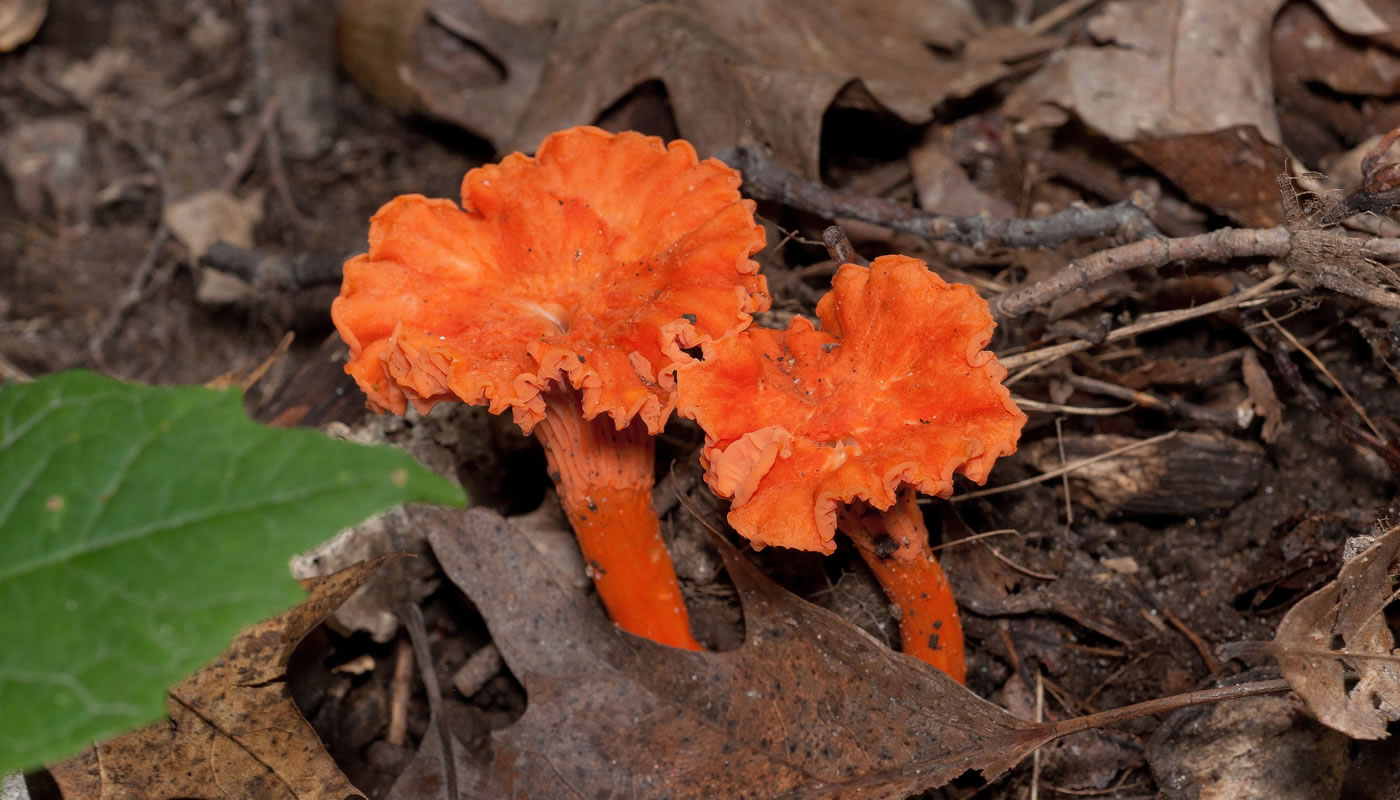 Cinnabar chanterelles at Schubert's Woods Near Sauk Lake. Photo by John Denk.