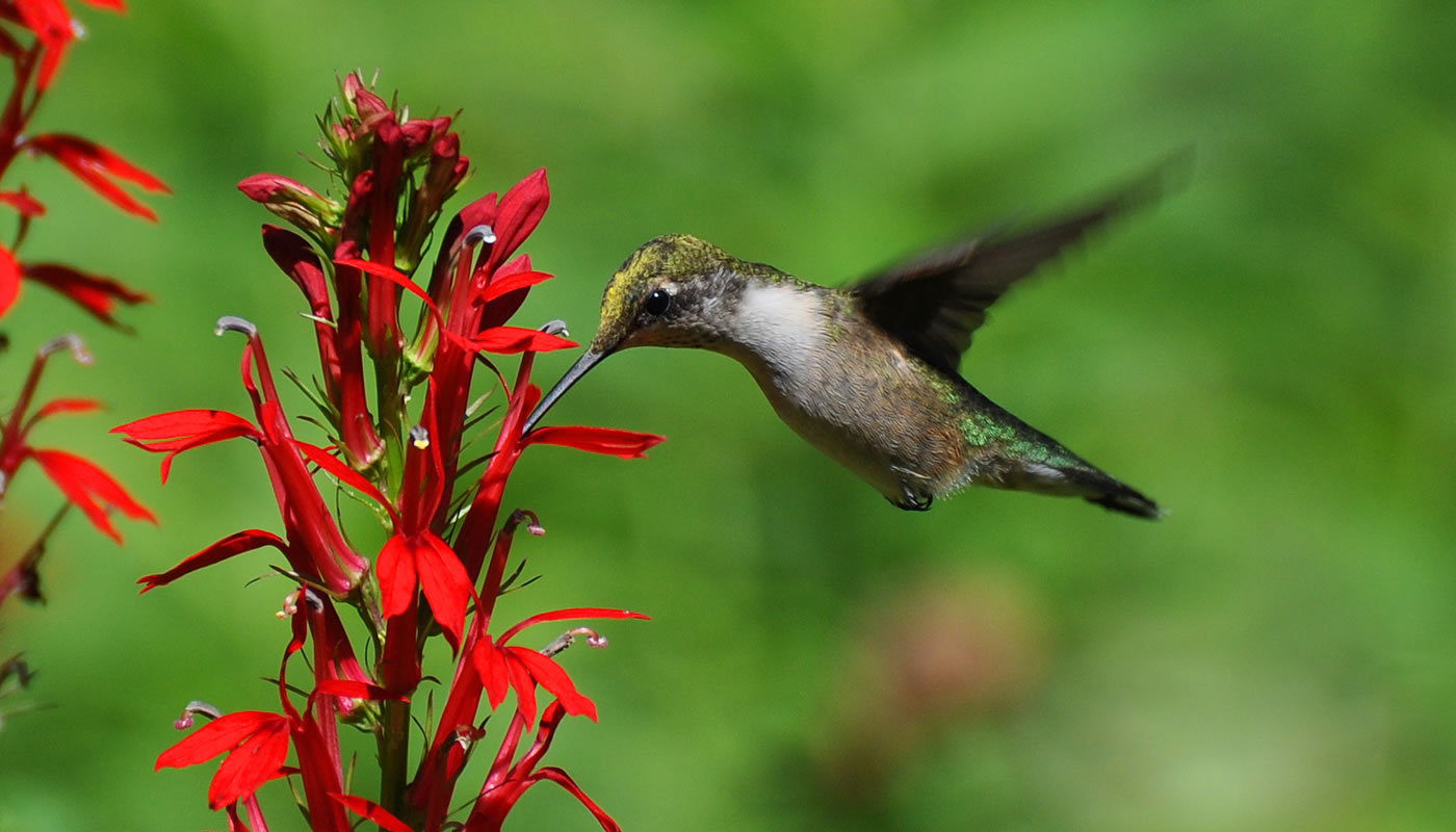 A ruby-throated humming bird feeding on cardinal flower at Somme. Photo by Lisa Culp.