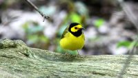 A hooded warbler at Swallow Cliff Woods. Photo by Jim Phillips.
