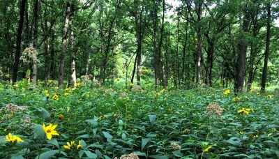 Flowers with open woodland in the background at Swallow Cliff Woods.