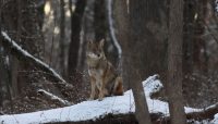 A coyote at Sweet Woods. Photo by Mark Susoreny.