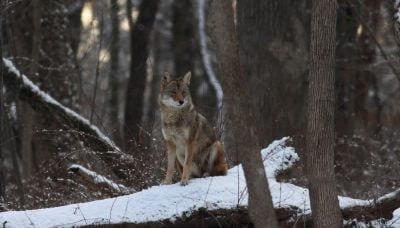 A coyote at Sweet Woods. Photo by Mark Susoreny.