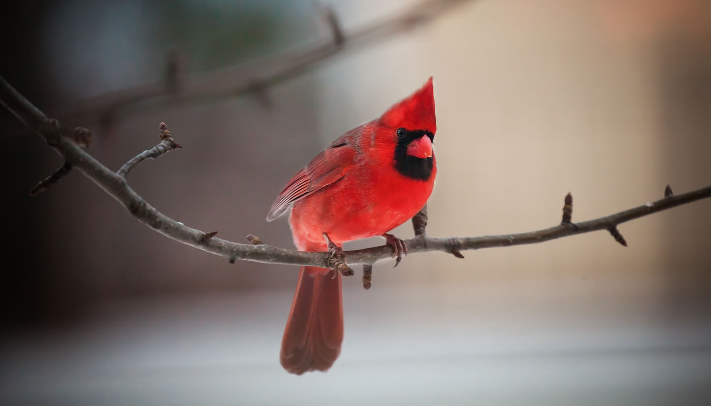 Northern cardinal at Thatcher Woods. Photo by Tommy DiGiovoanni.