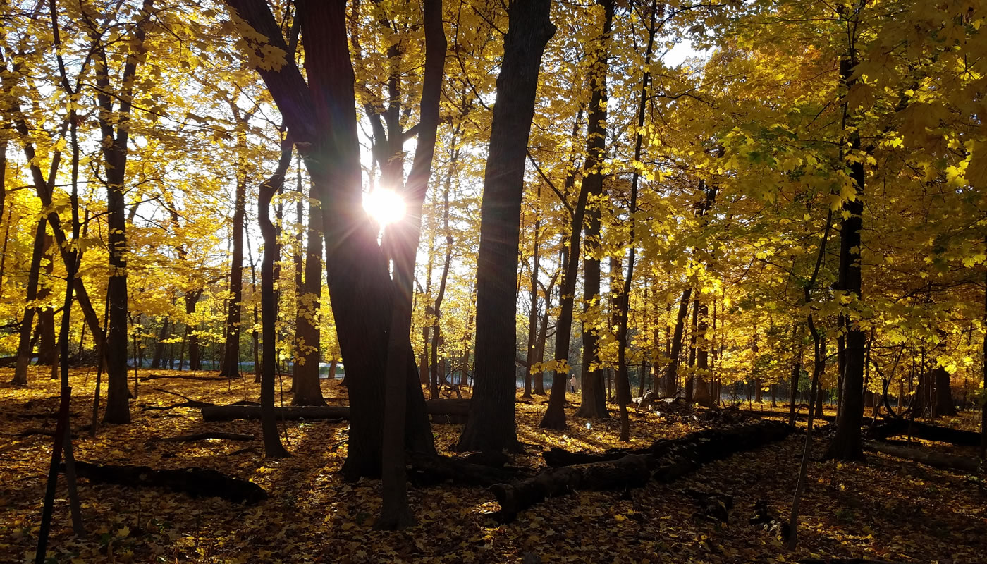 Open woodland with yellow leaves and sun going down. Photo by Irene Flebbe.