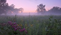 morning on the prairie at Theodore Stone Forest. Photo by Bob Callebert.