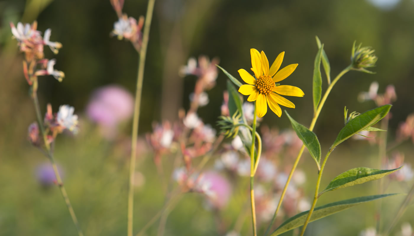 a flower at Ted Stone Forest