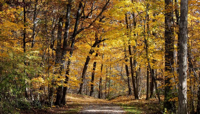 Tinley Creek Trail during fall. Photo by Sharon Dobben.