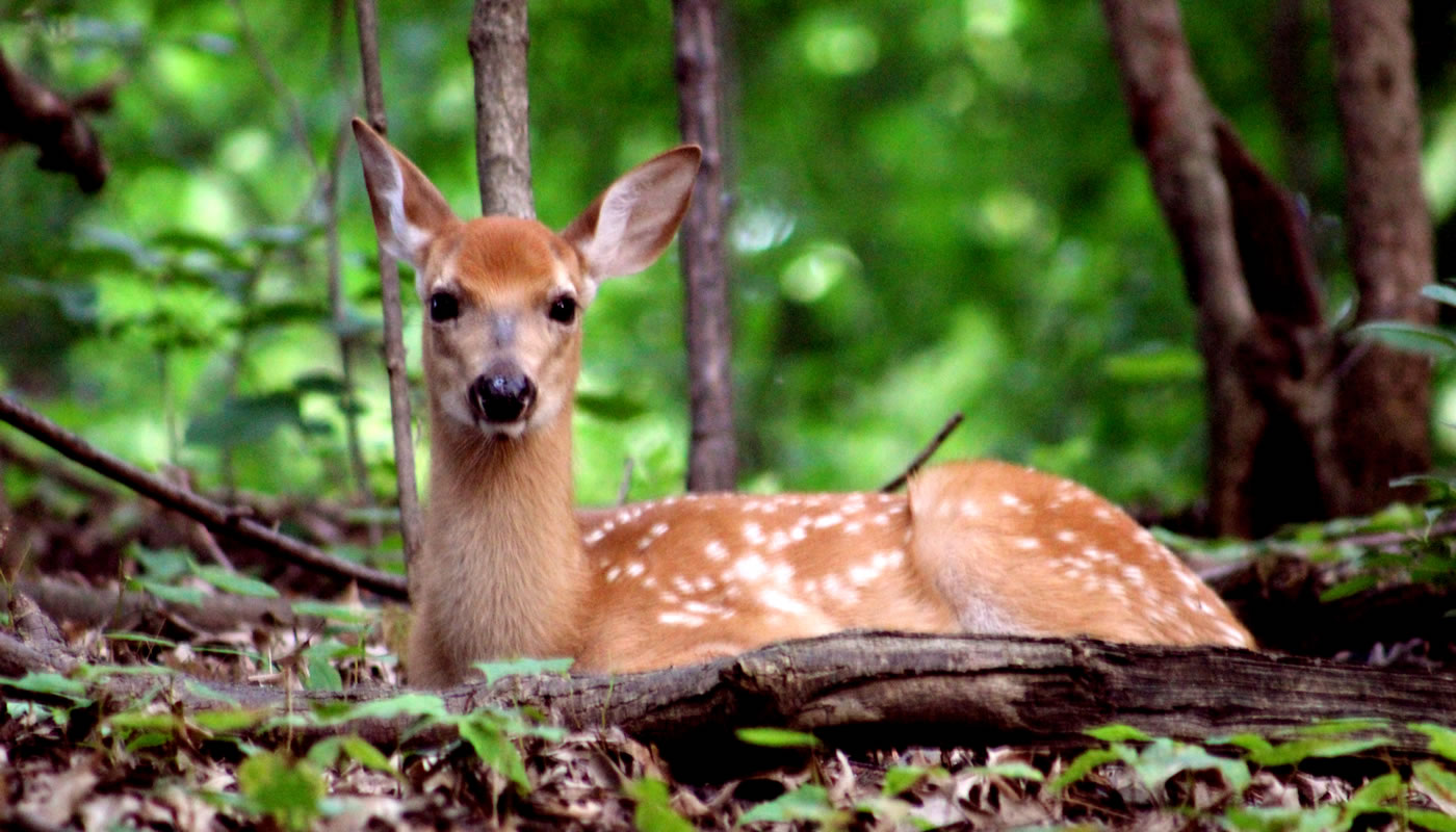 a white-tailed fawn resting at Caldwell Woods.