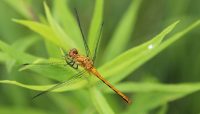 A female ruby meadowhawk dragonfly at Cap Sauers Holding Nature Preserve