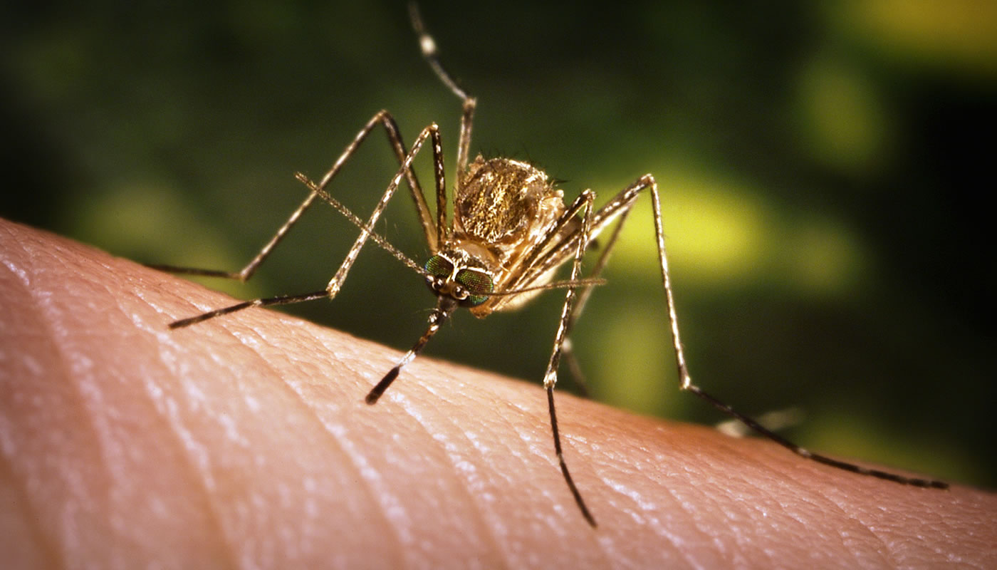 Close-up anterior view of a Culex tarsalis mosquito. Photo credit: CDC / James Gathany