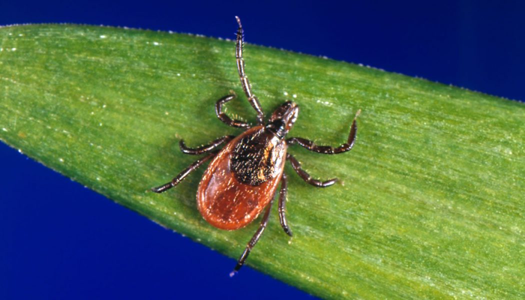 silverback ticks silverback ticks