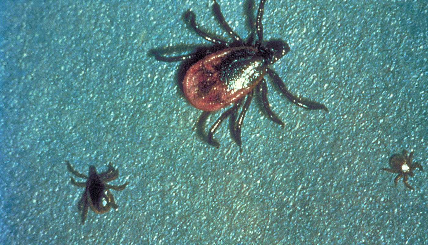 Magnified photo of deer ticks (Ixodes scapularis) in various states of development.