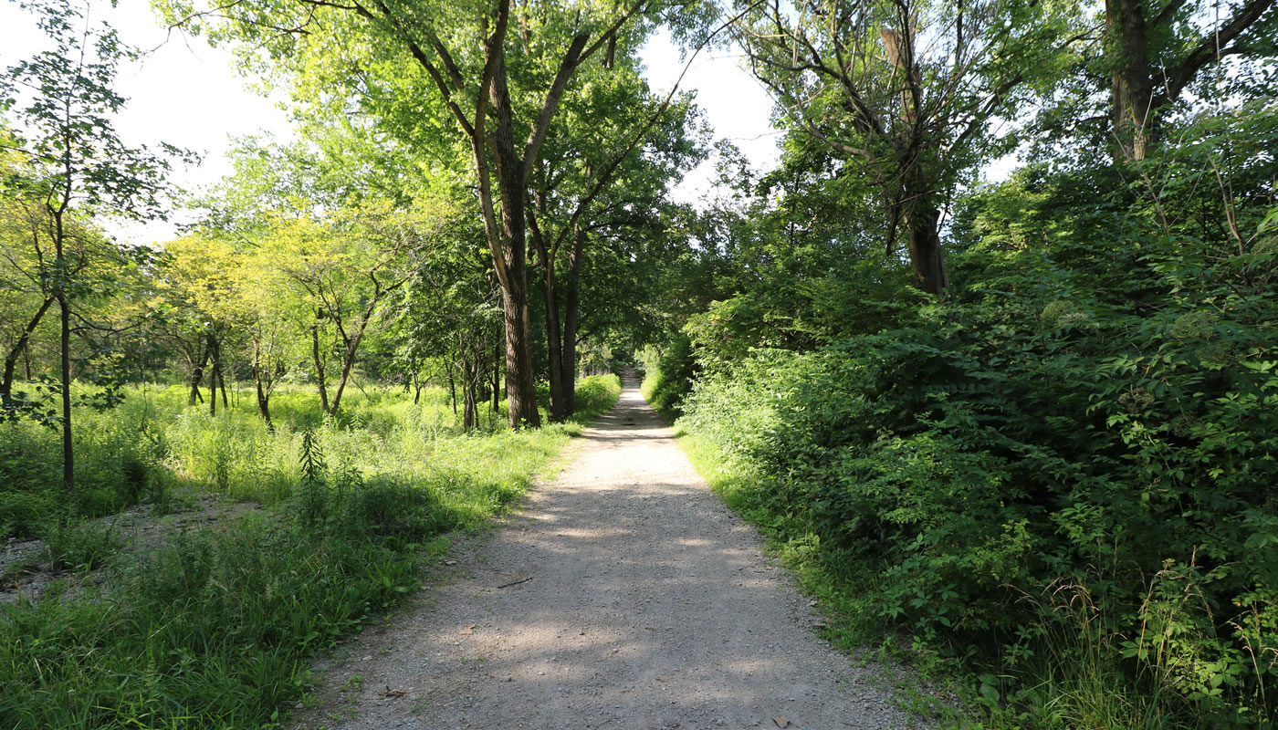 Restoration in progress at Cranberry Slough. A trail runs down the center. To the left of the trail: restored, open woodland. To the right of trail: Woodland choked with invasive honeysuckle.