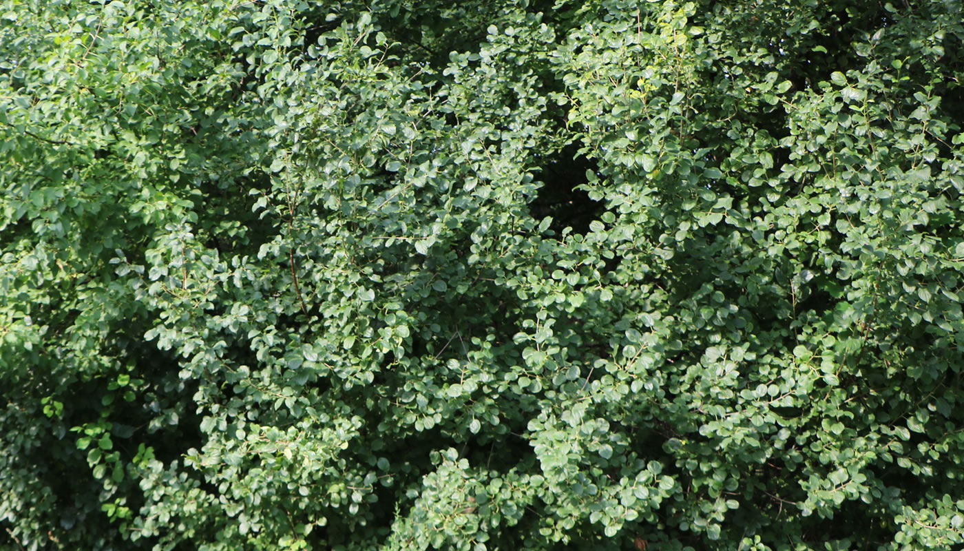 A wall of common buckthorn at LaBagh Woods.