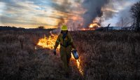 A crew member lights a prescribed burn with a drip torch in an open field.