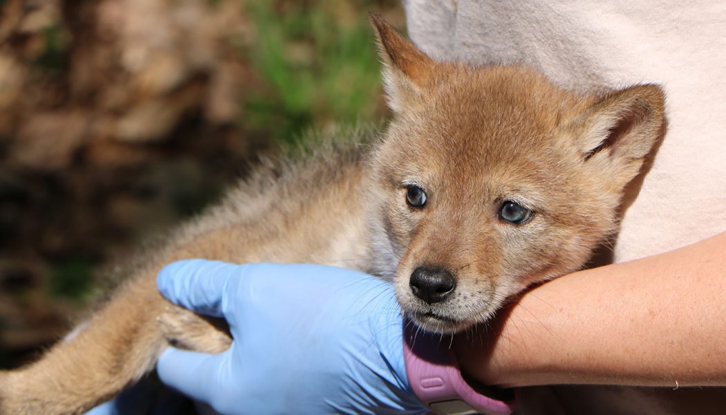 Coyote Puppies Tagged, Health Work-ups Conducted in the Forest ...