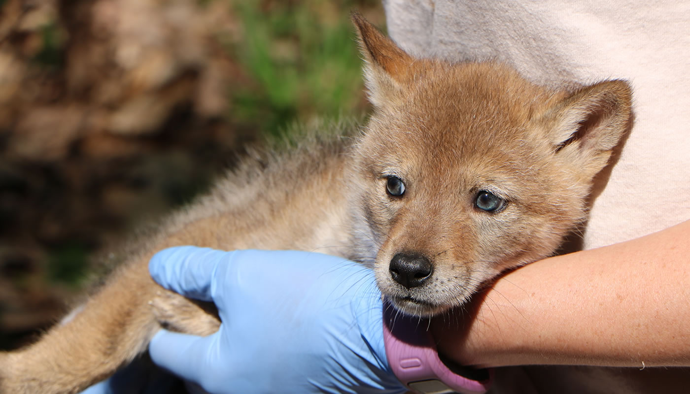 a coyote pup waiting for its health work up as part of the Urban Coyote Research Project