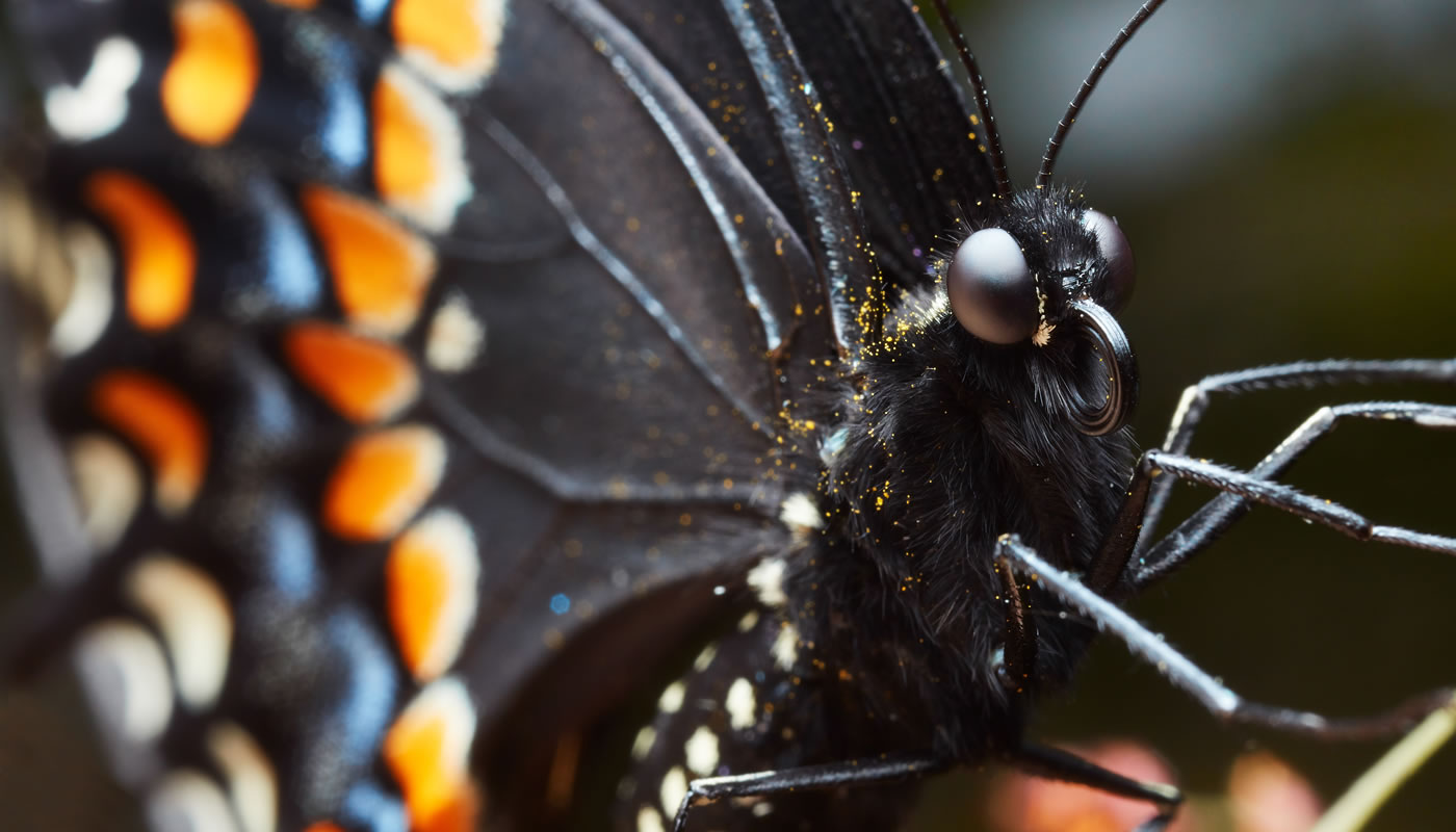 extreme close up of a black swallowtail butterfly at Crabtree Nature Center. Photo by Edward Boe.