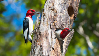 two red-headed woodpeckers in a dead tree at Little Red Schoolhouse Nature Center. Photo by Joe Occhiuzzo.