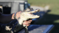 an american alligator found at Saganashkee Slough in 2010.