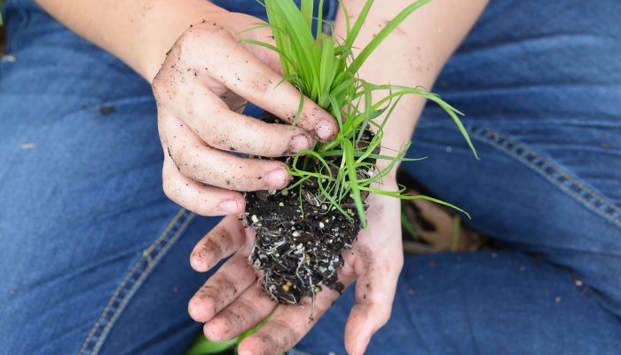 two hands holding a small plant, ready to be put in the ground