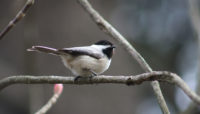 A black-capped chickadee at Linne Woods.