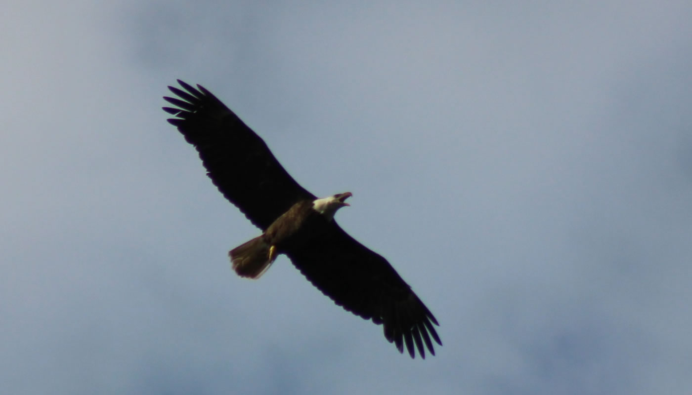 Bald eagle in flight. Photo by Robert Schwaan.