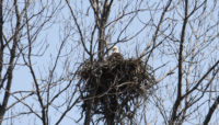 bald eagle in a nest at Tampier Slough