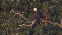 an adult bald eagle and an immature bald eagle on a branch at Tampier Slough