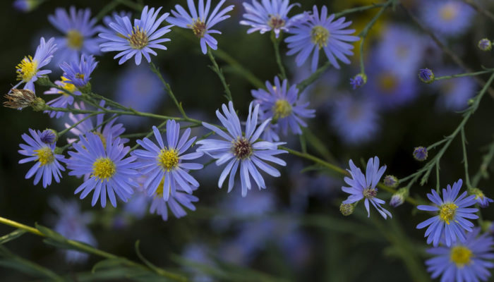 Blue aster