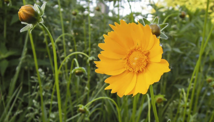 Coreopsis in bloom