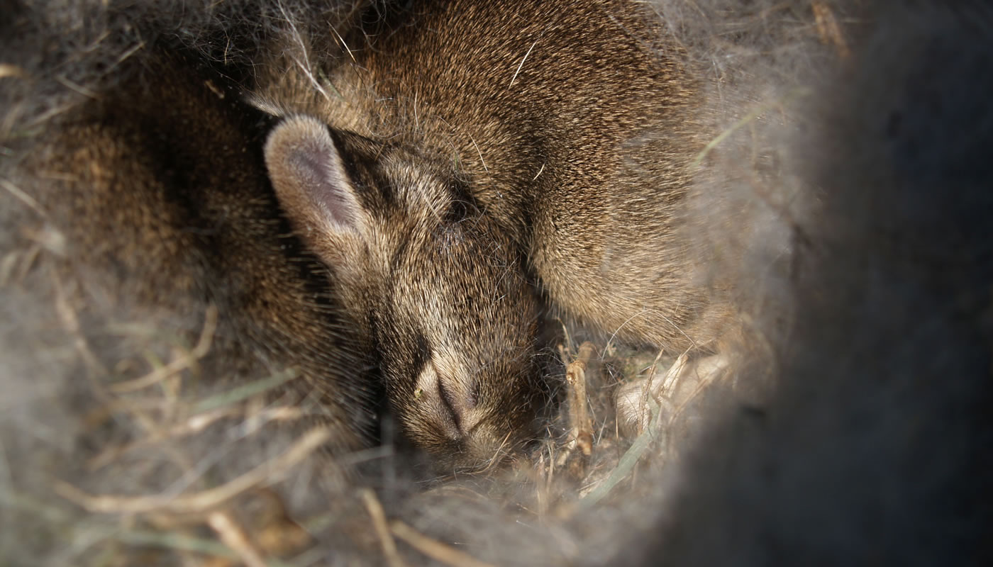 Eastern cottontail nest