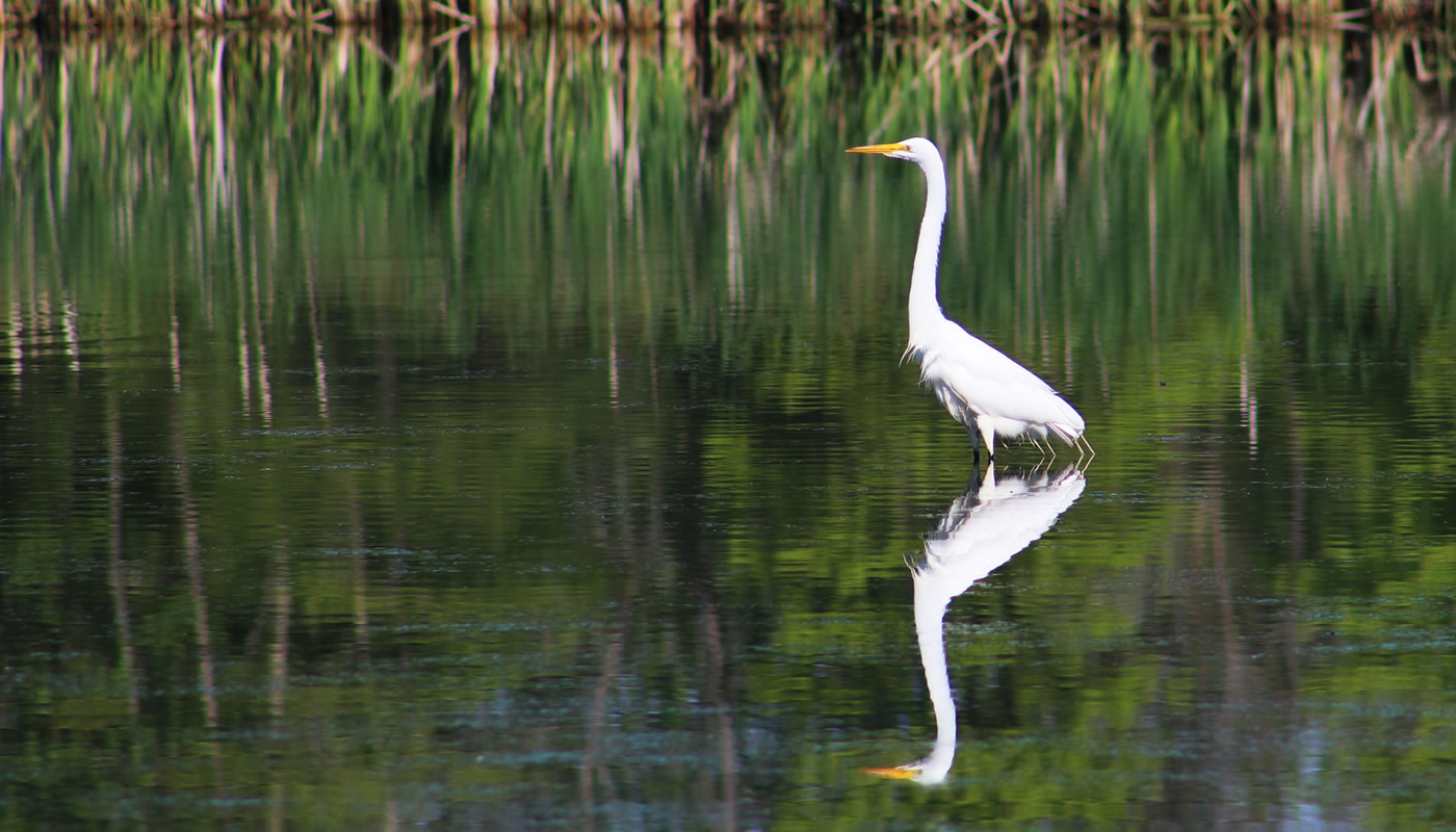 A great egret at Crabteer Nature Center.