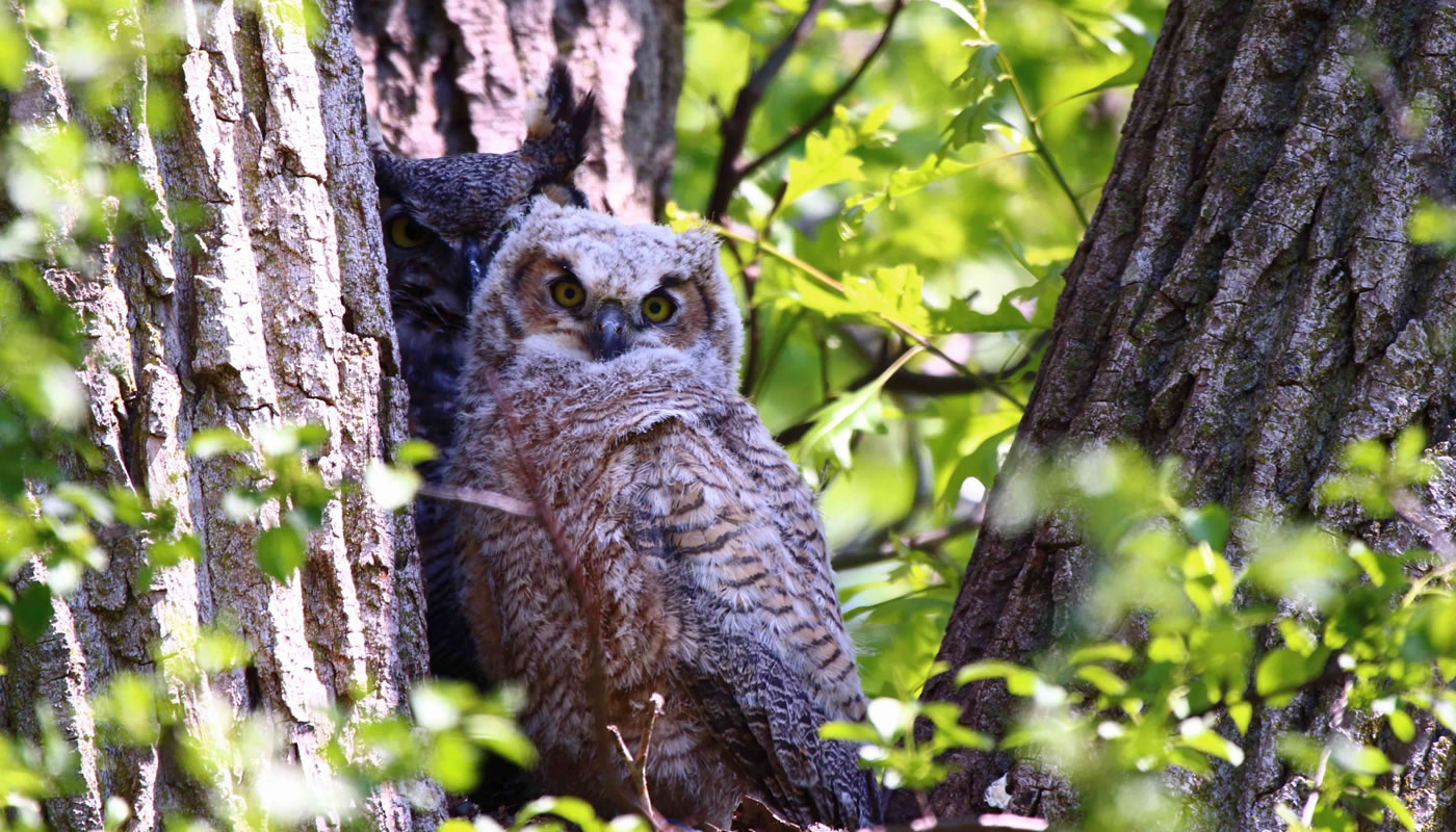 A great horned owl nest at Deer Grove. Photo by Sarah Fallon.