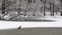 Duck on Trailside Museum's Pond. Photo by Fidencio Marbella.